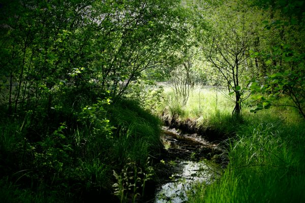 landskab,træ,natur,Skov,græs,sump