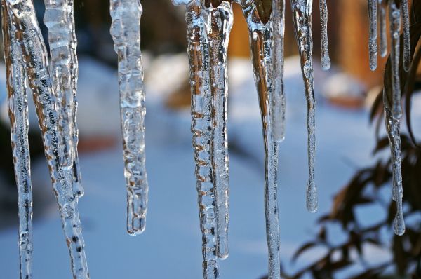 arbre, eau, la nature, branche, neige, du froid