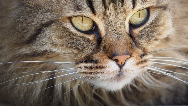 動物,可愛い,ペット,毛皮,ポートレート,ふわふわした