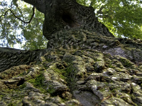 natur,stein,tre,skog,gren,vekst