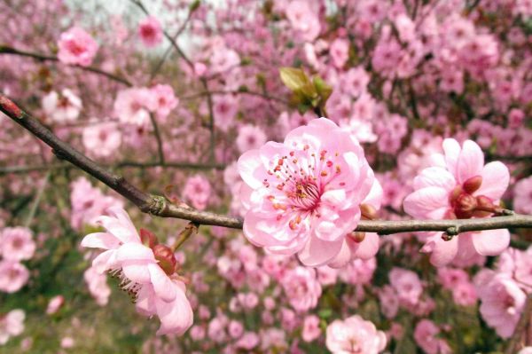 rama,flor,planta,flor,pétalo,primavera