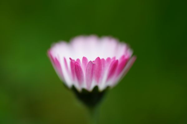 fleur,plante,blanc,fleur,pétale,Floraison