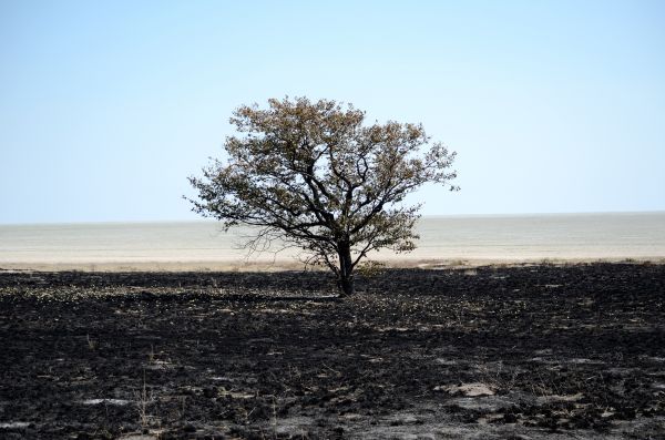 Strand,Landschaft,Meer,Küste,Baum,Wasser