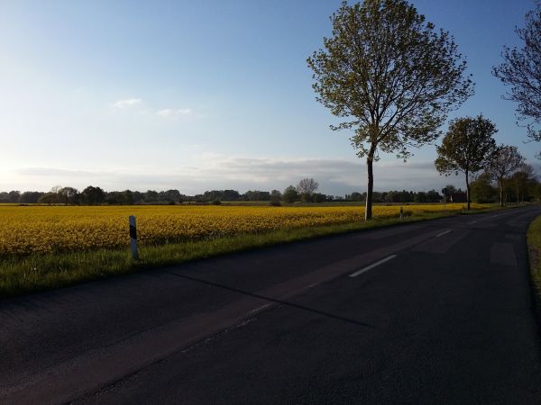 landschap, boom, gras, horizon, wolk, hemel