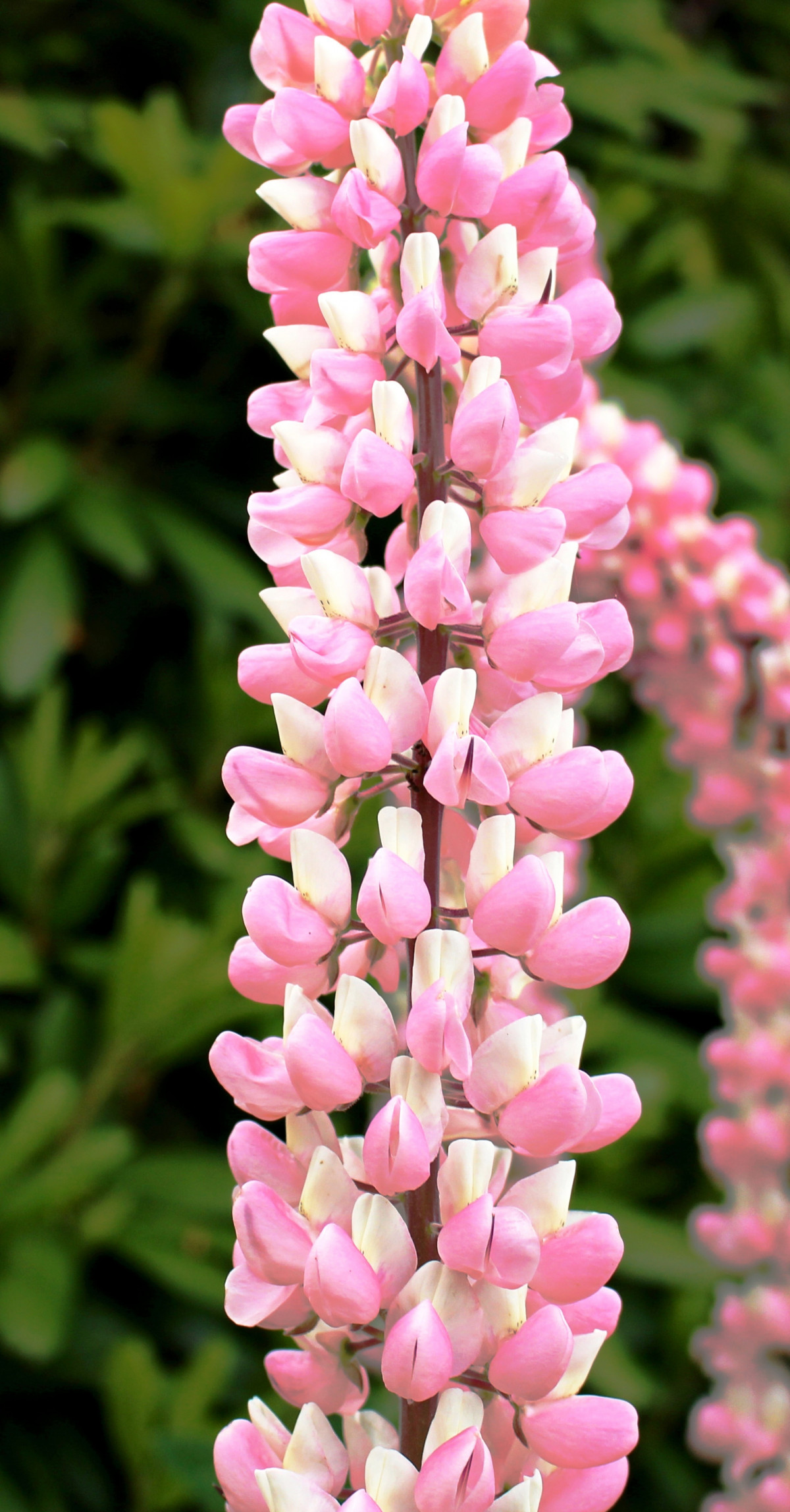 kukka, kasvi, kukka, terälehti, kevät, kasvitiede, vaaleanpunainen, kasvisto, wildflower, kukat, lehdet, kaunis, lupiini, leijonankita, digitalis, lupiini, puutarhan kukat, kasvi, land kasvi