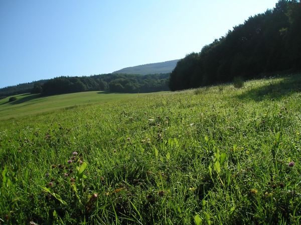 landskap, tre, natur, gress, anlegg, fjell