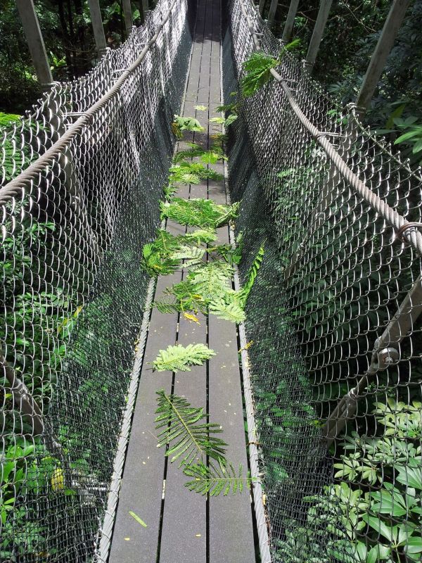 木,フェンス,トレイル,ブリッジ,花,吊橋