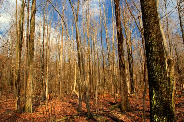 albero, natura, foresta, natura selvaggia, ramo, inverno