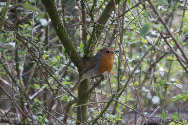 la nature, branche, oiseau, faune, arbre, hiver