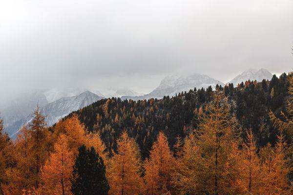 fjelllandformer, tre, fjell, himmel, natur, blad