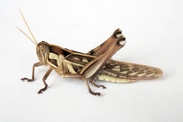 serangga,invertebrata,ariansuresh,kayu,belalang,Orthoptera