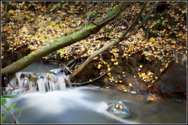 дърво, вода, природа, гора, клон, мъгла