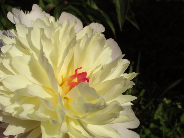 la nature,fleur,plante,blanc,fleur,pétale