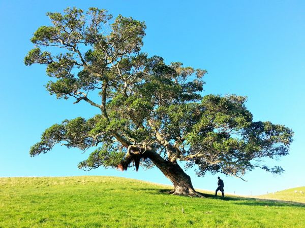 landscape,nature,wilderness,tree,plant,sky