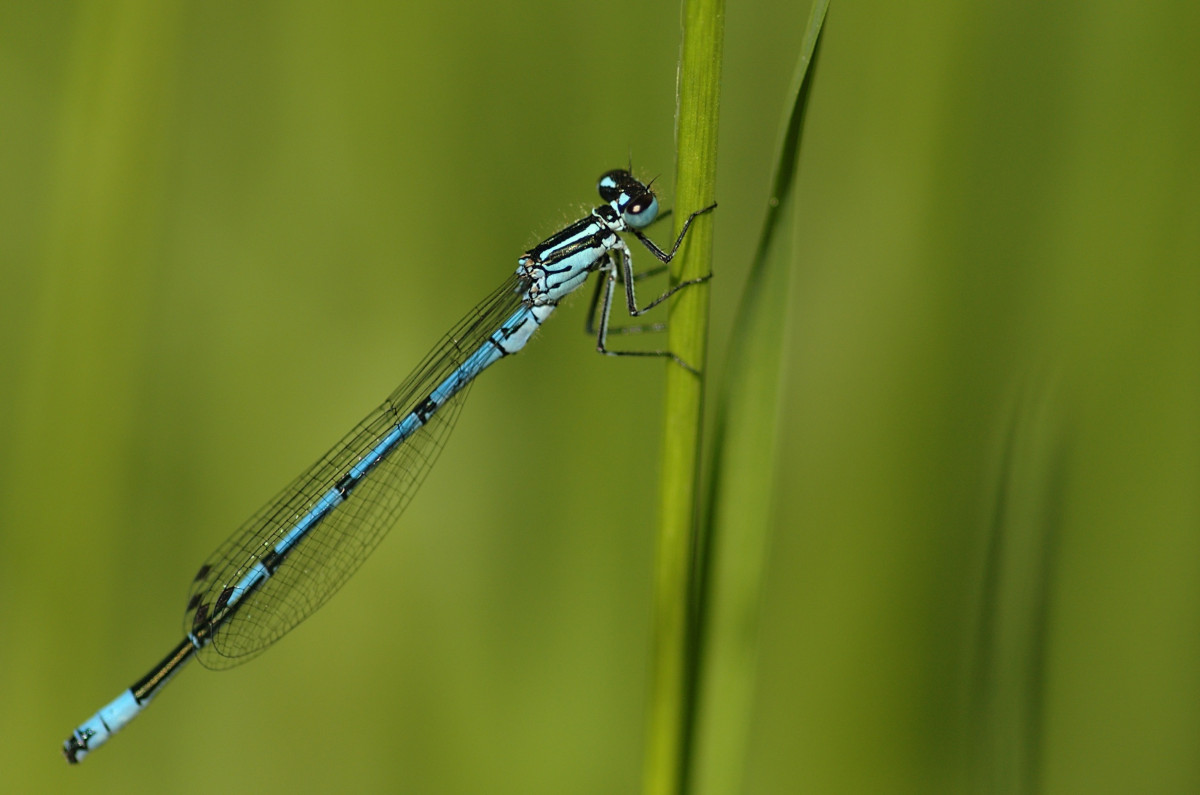 grama, ao ar livre, asa, fotografia, animais selvagens, verde, inseto, fauna, Invertebrado, fechar-se, libélula, em repouso, Donzela, Macro fotografia, artrópode, Caule vegetal, Libélulas e damseflies, Insetos voados