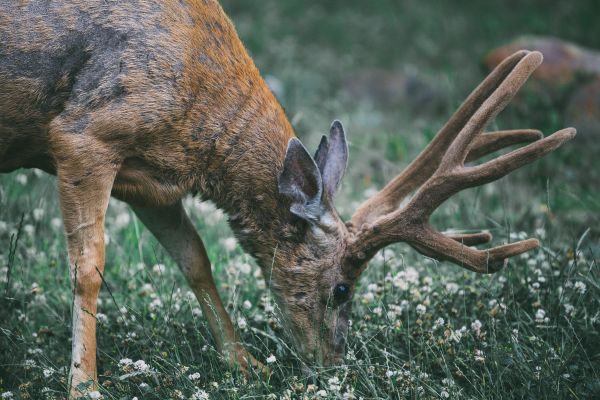 állat,vadvilág,szarvas,emlős,fauna,fű