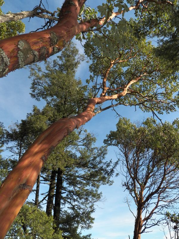 arbre,la nature,plante,feuille,branche,bois