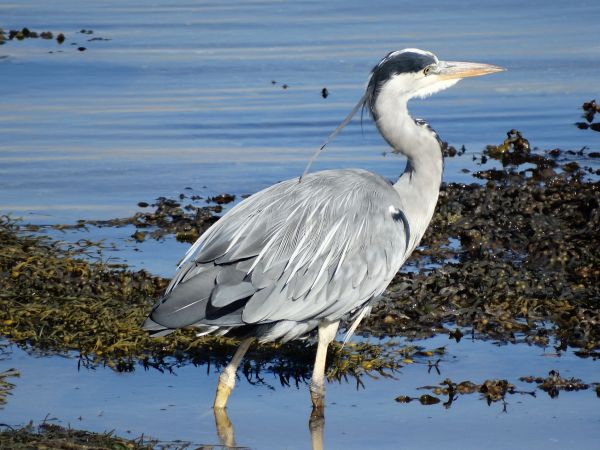 ptak,skrzydło,dzikiej przyrody,odbicie,dziób,fauna