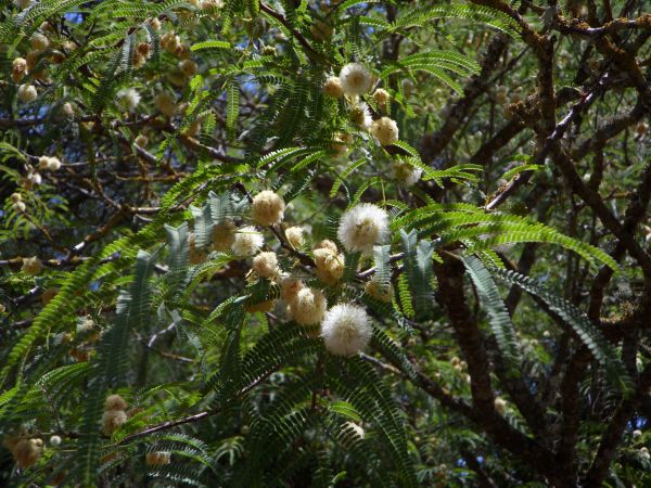 árbol, bosque, rama, planta, flor, blanco