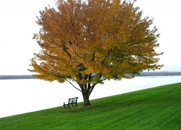 Landschaft,Baum,Wasser,Gras,draussen,Ast