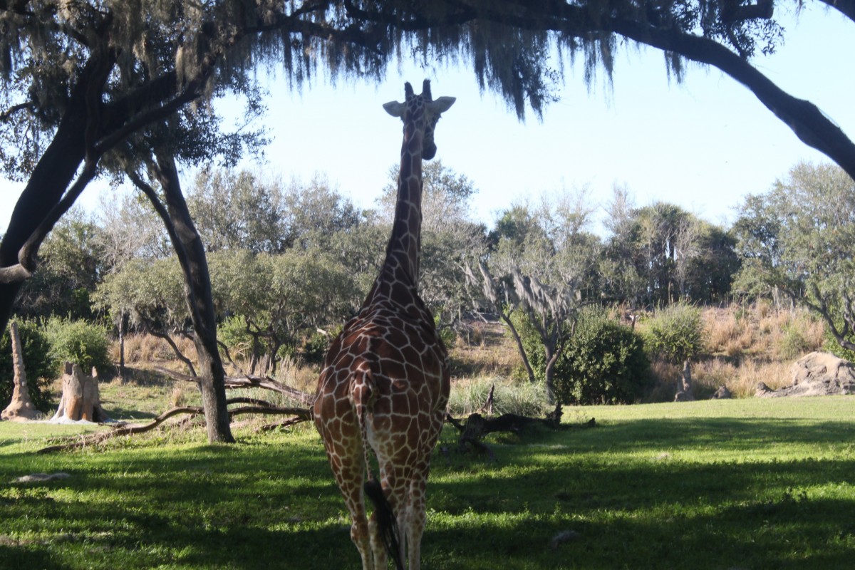 Baum, Tier, Tierwelt, Dschungel, Afrika, Säugetier, Fauna, Savanne, Giraffe, Hals, reservieren, Spots, hoch, afrikanisch, Safari, Ökosystem, Giraffidae