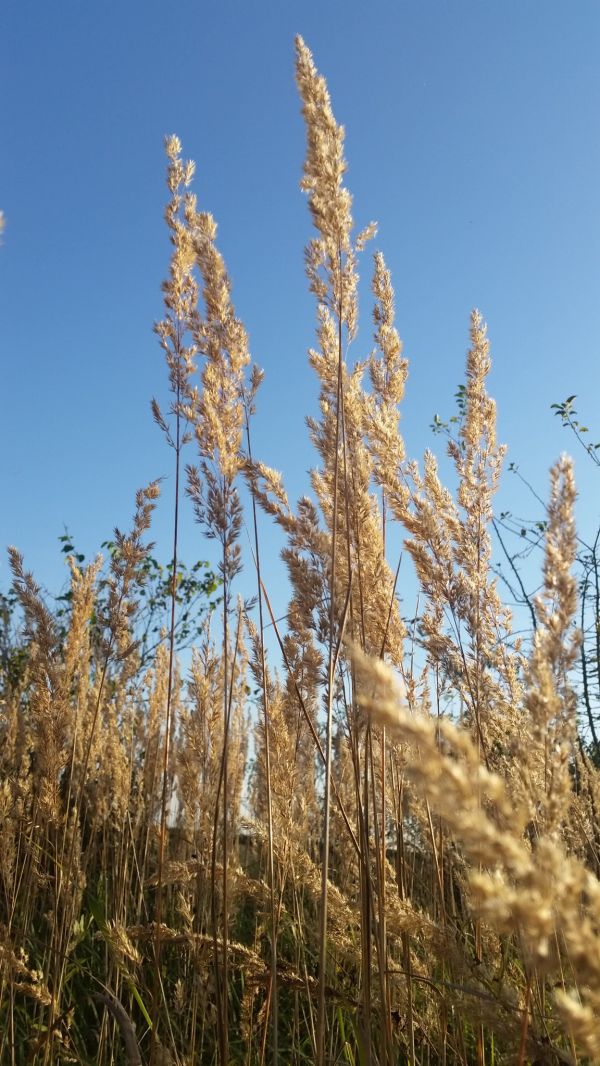 landschap,boom,gras,fabriek,veld-,hemel