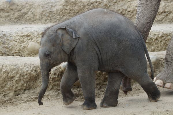 zver a rastlinstvo, zoologická záhrada, cicavec, fauna, slon, stavovcov