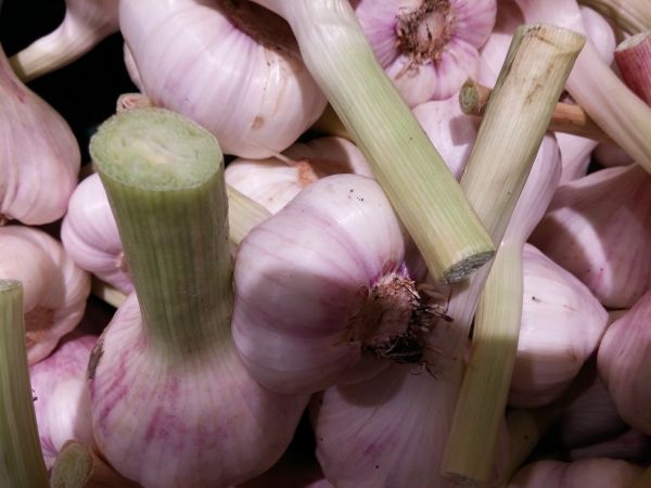 naturaleza, agudo, planta, madera, blanco, flor