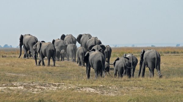 prairie,aventure,faune,troupeau,pâturage,pâturage