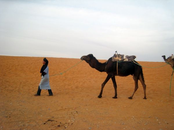 peisaj, deşert, voiaj, cămilă, mamifer, Maroc