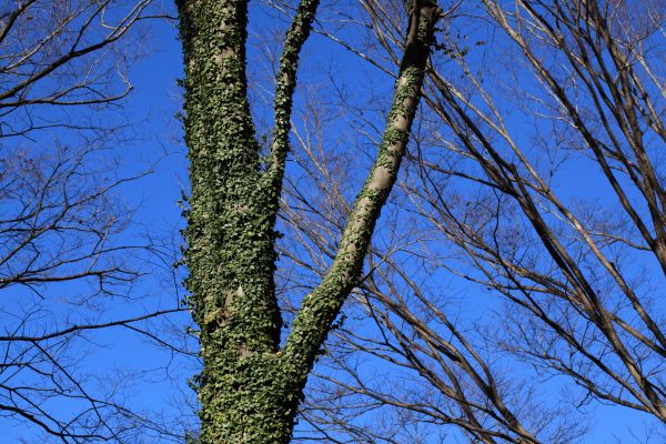 Baum, Wald, Ast, Winter, Pflanze, Himmel