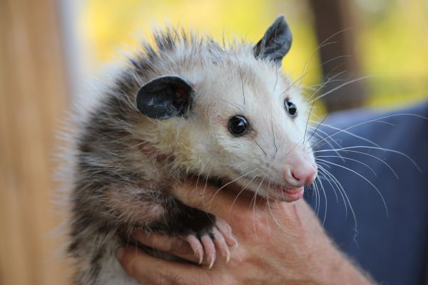 natuur, dier, schattig, wildlife, hand-, op zoek