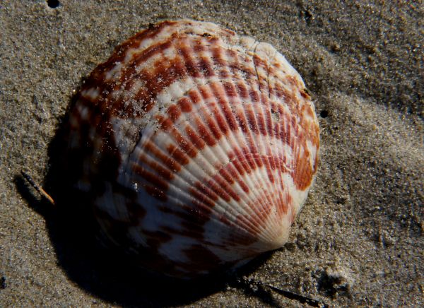 strand,biologie,zeevruchten,fauna,ongewerveld,zeeschelp