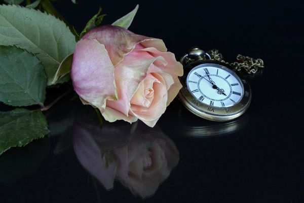 hand,blossom,plant,white,antique,nature