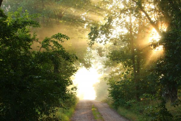 träd,natur,skog,gren,ljus,Sol