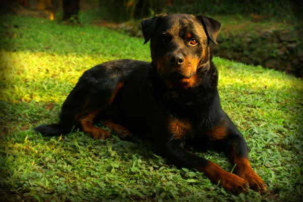 alam,anjing,binatang menyusui,bertulang belakang,jenis anjing,Beauceron