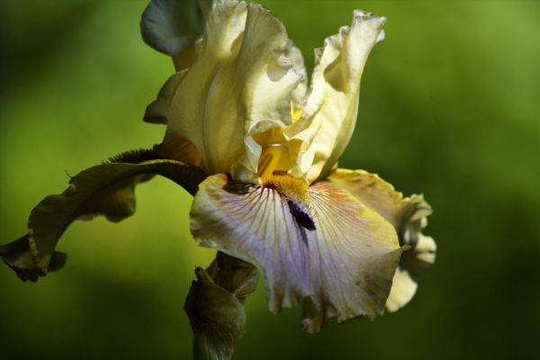 自然, 花, 工場, 花, 花弁, 写真