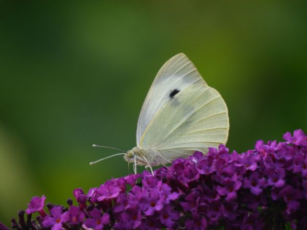 natur,fotografering,blomst,petal,sommer,pollen