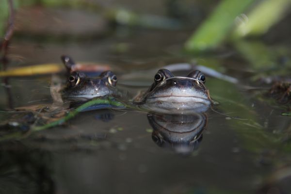 water, nature, grass, animal, wildlife, pond