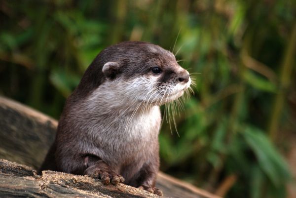 自然,荒野,動物,可愛い,野生動物,野生