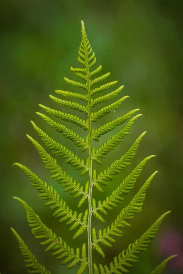 albero,natura,ramo,pianta,foglia,fiore