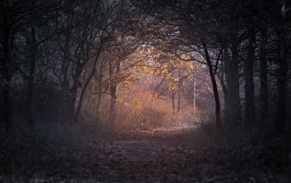 landscape, tree, nature, forest, path, pathway