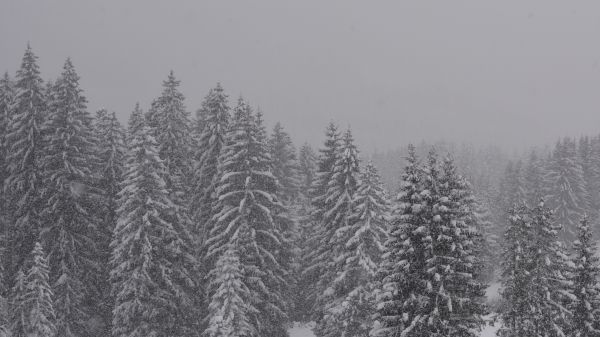 tree, forest, branch, snow, winter, plant