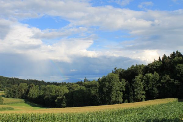 paesaggio, albero, natura, foresta, erba, orizzonte