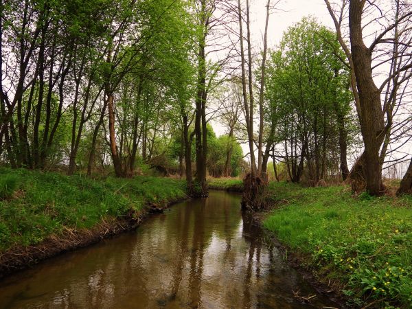 paysage, arbre, eau, la nature, forêt, ruisseau