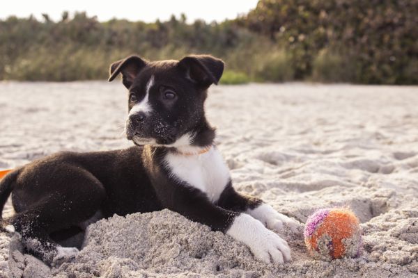 cucciolo,cane,carina,canino,spiaggia,sabbia