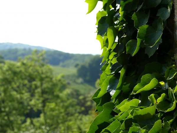 árbol,naturaleza,rama,planta,césped,luz de sol