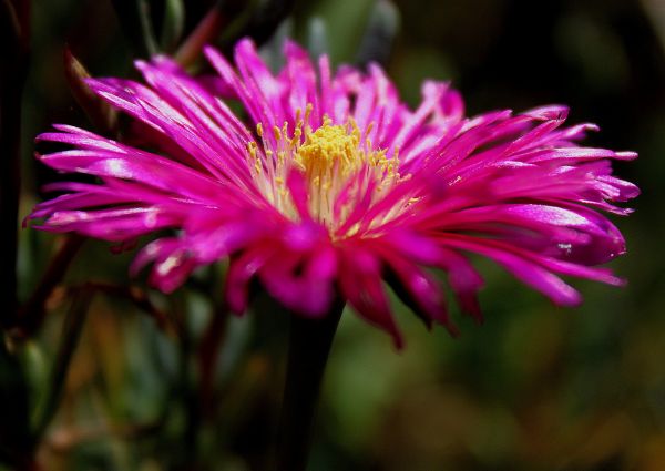 natuur, bloesem, fabriek, fotografie, bloem, bloemblad