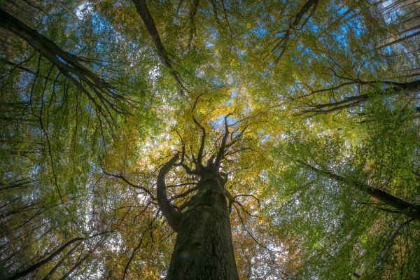 árbol,naturaleza,bosque,césped,rama,planta