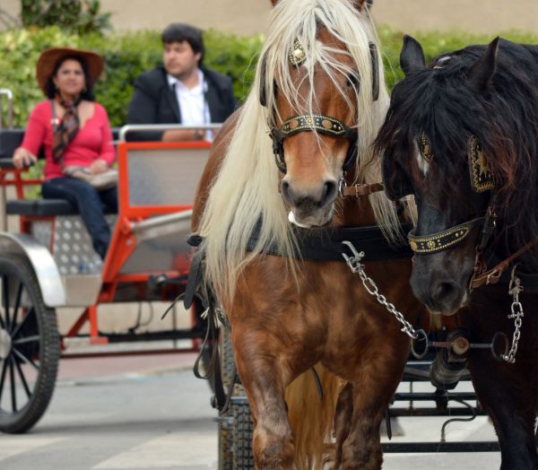 campagne,cheval,étalon,crinière,deux,Dos